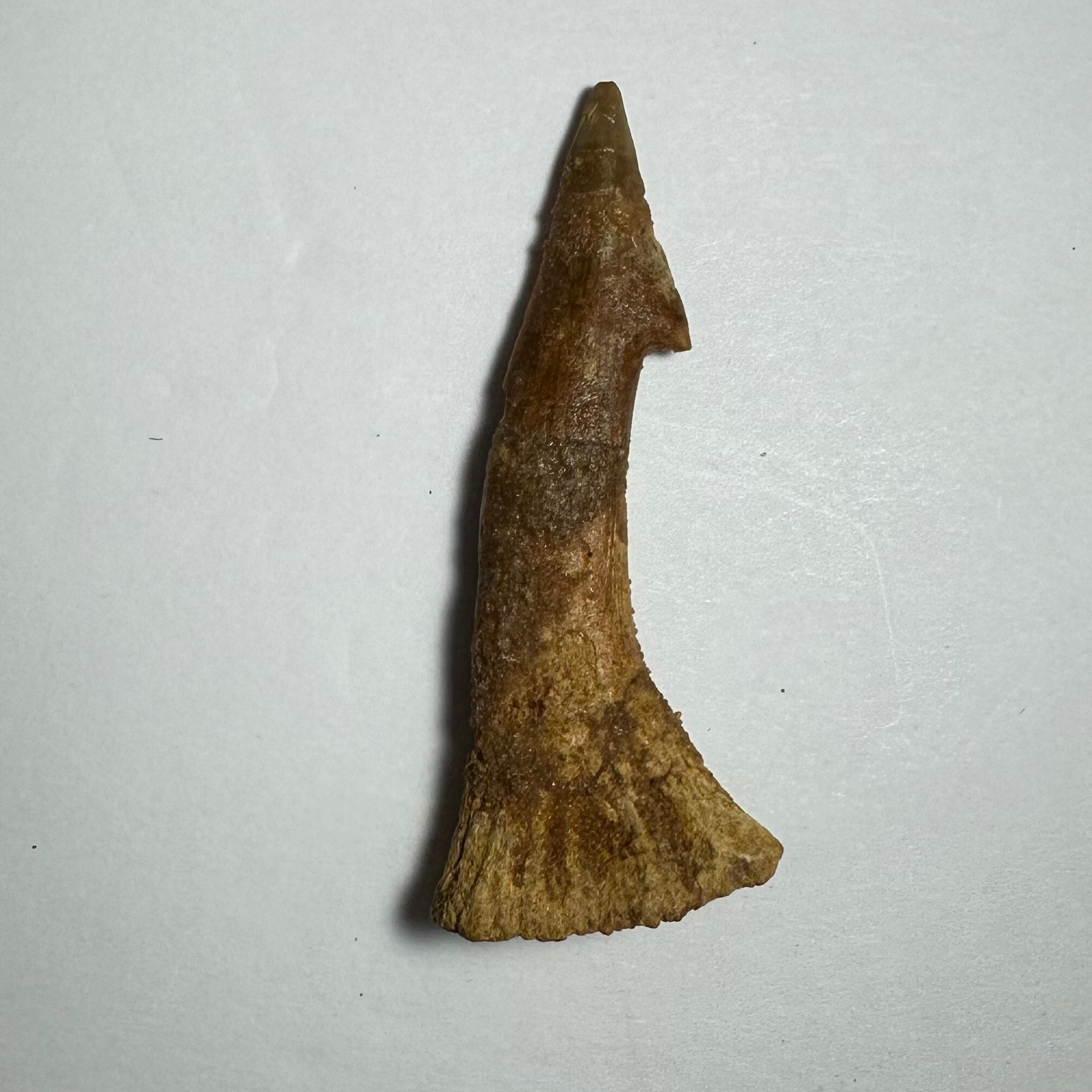 Onchopristis Barb/Tooth (MD)