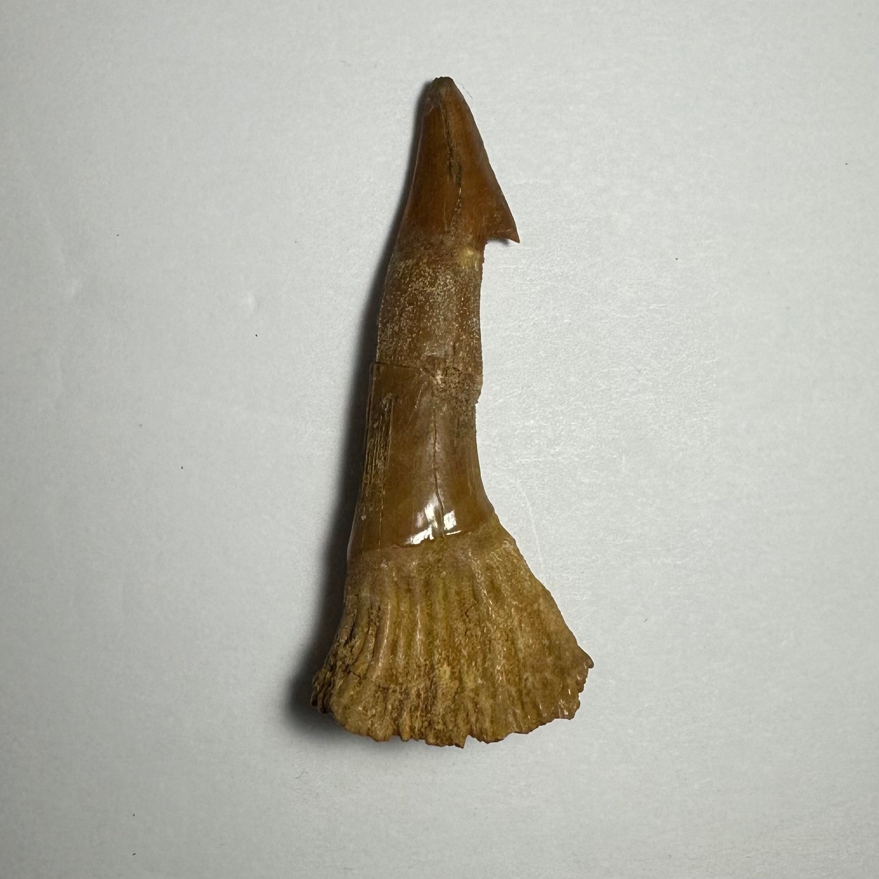Onchopristis Barb/Tooth (MD)