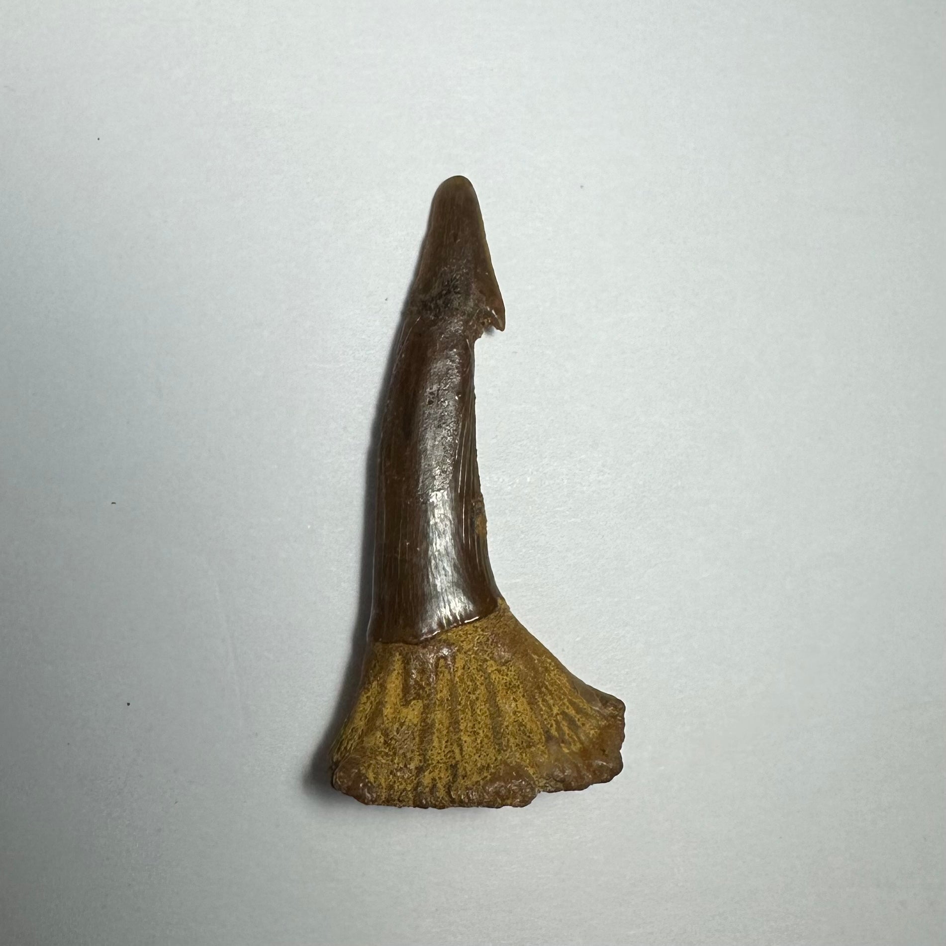 Onchopristis Barb/Tooth (MD)
