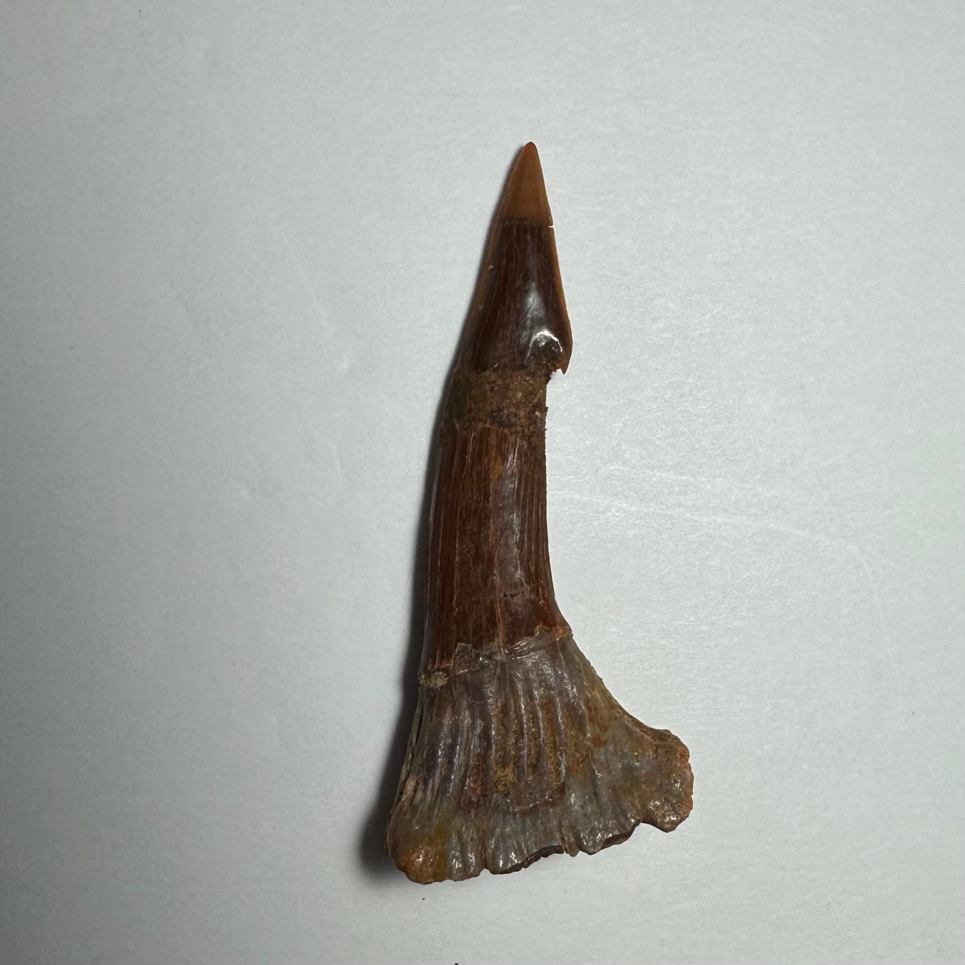 Onchopristis Barb/Tooth (MD)