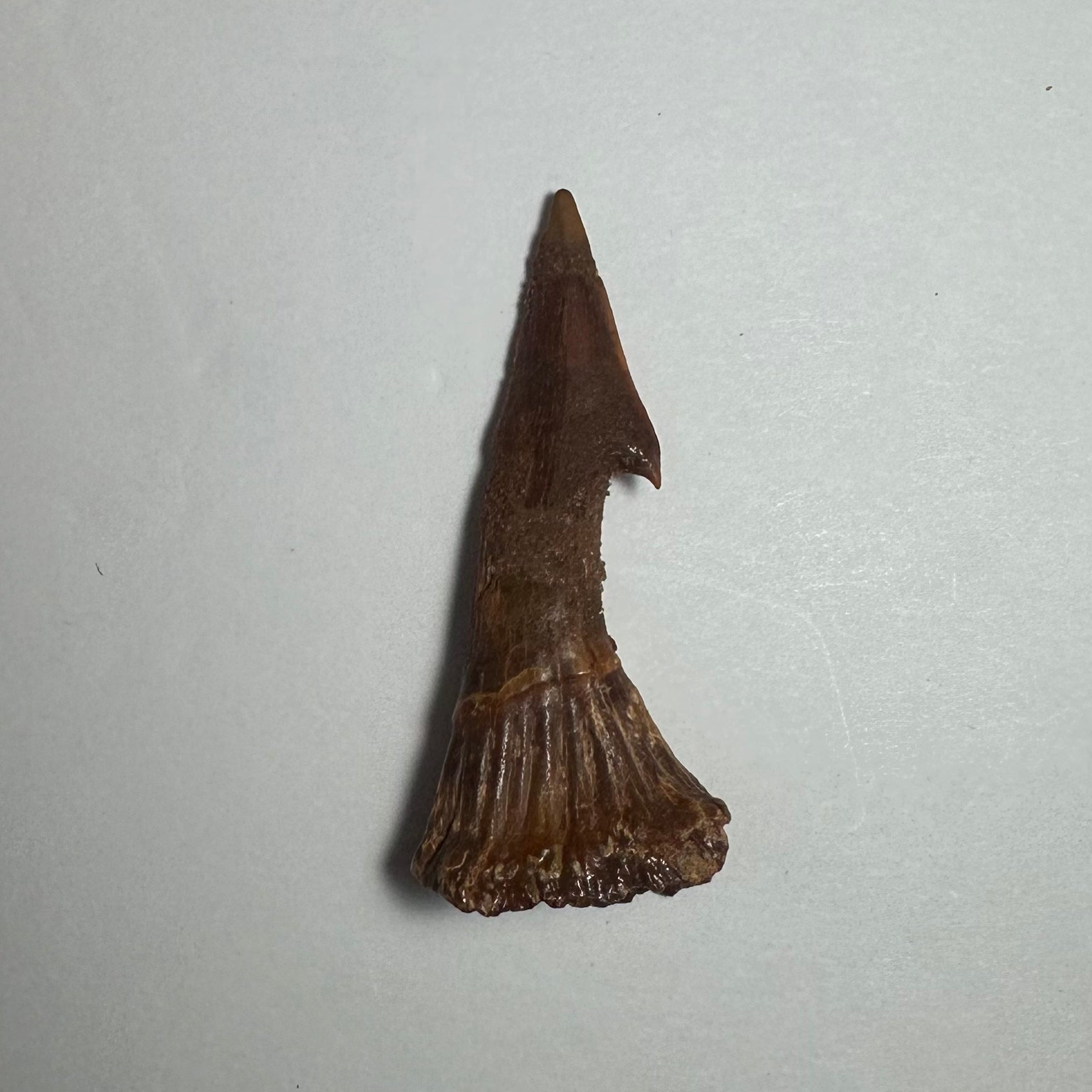 Onchopristis Barb/Tooth (MD)