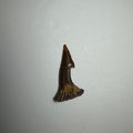 Onchopristis Barb/Tooth (SM) from Morocco