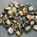Stromatolite Fossil Tumbled Stones