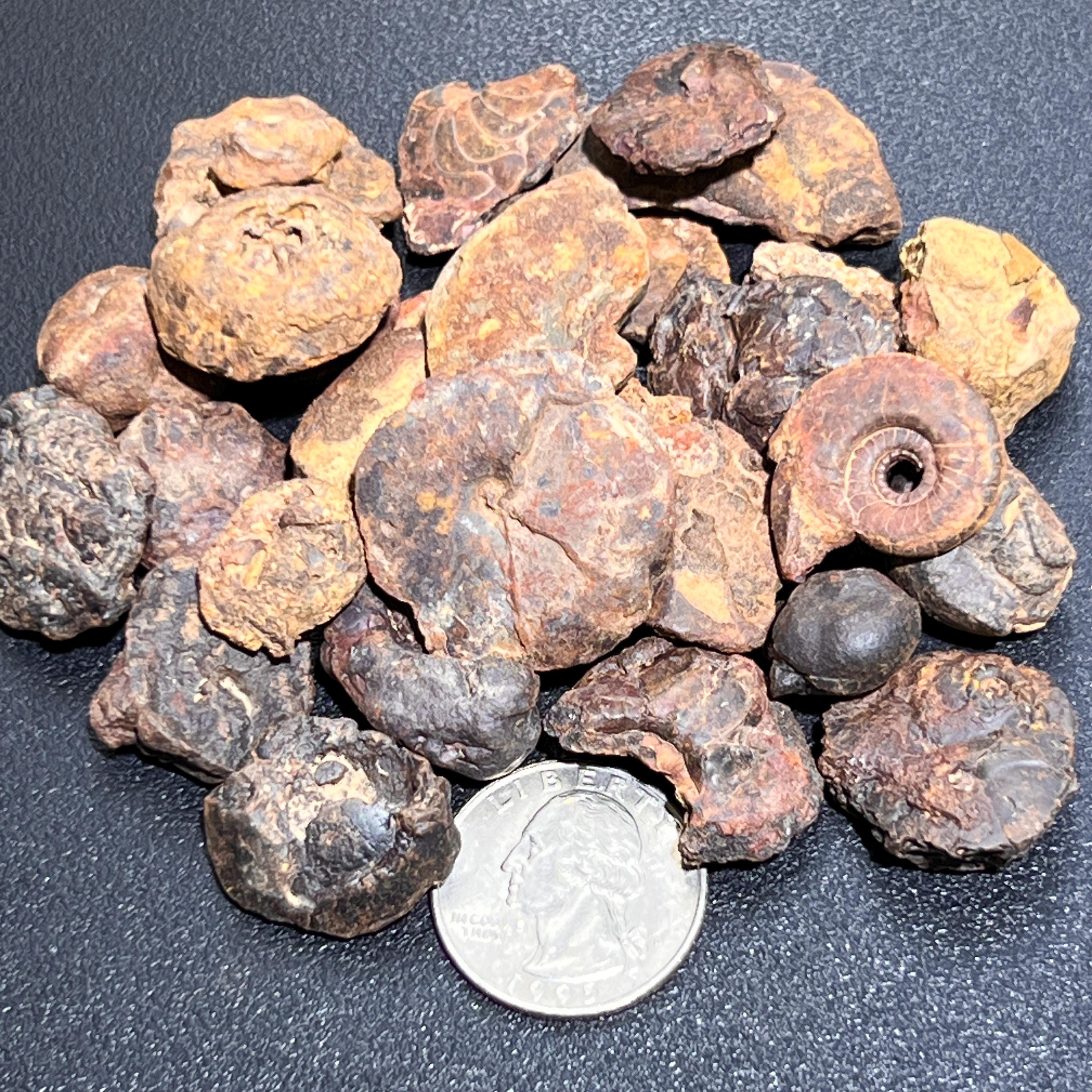 Ammonite Fossils Mixed Quality Spiral Ammonoids