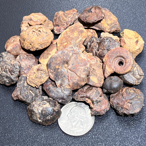 Ammonite Fossils Mixed Quality Spiral Ammonoids