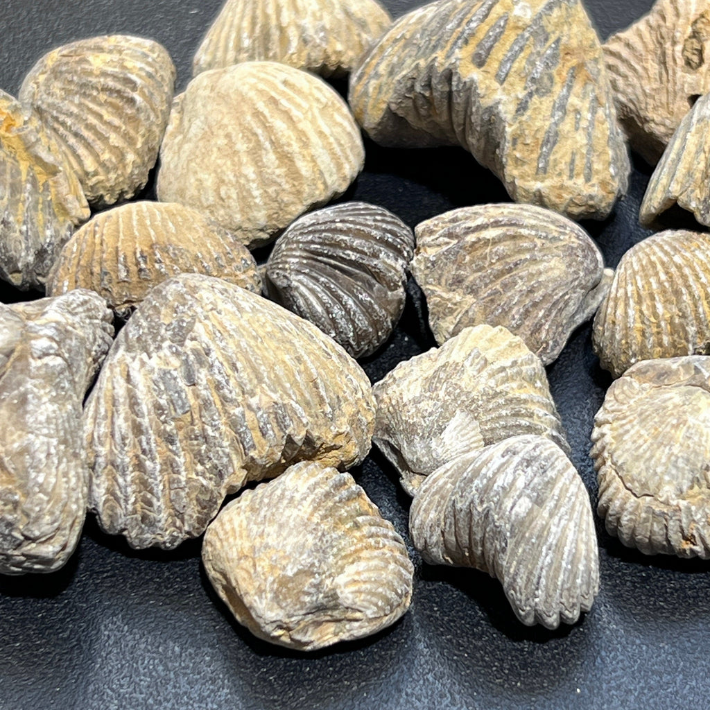 Brachiopod Shell Fossils Collection