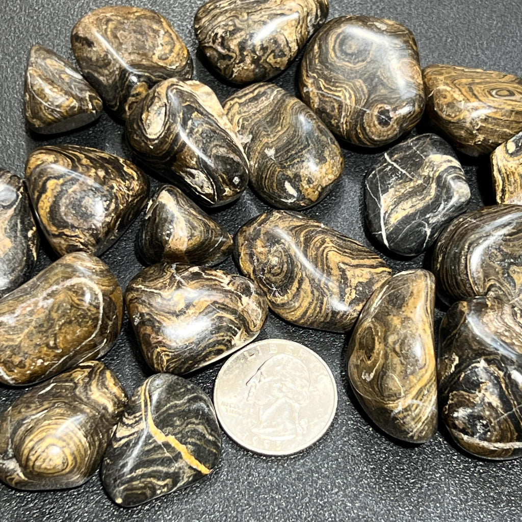Stromatolite Fossil Tumbled Stones