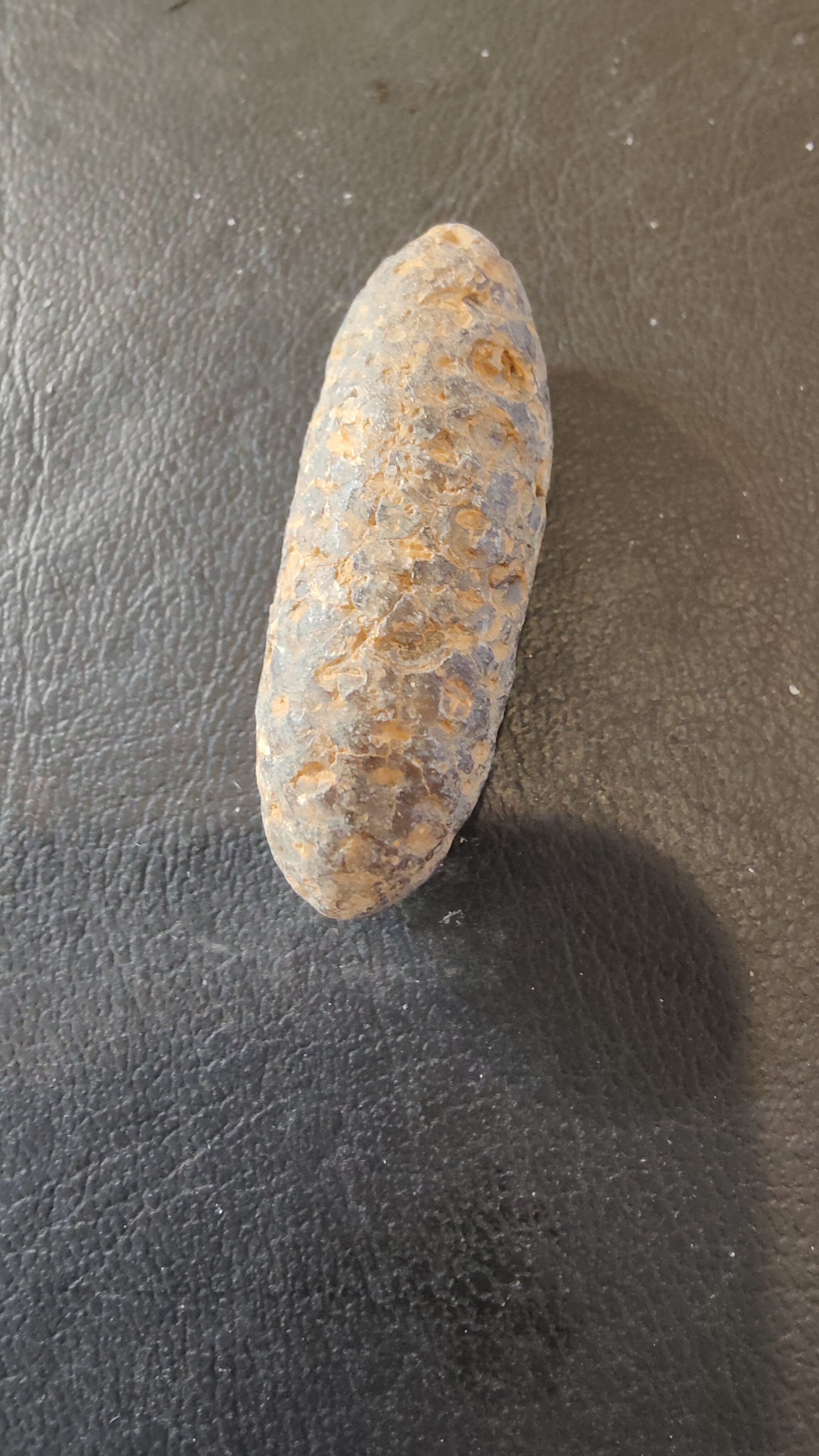 Fossilized Pine Cone 2"