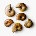 Polished Ammonite Fossils – Sold by the Pound