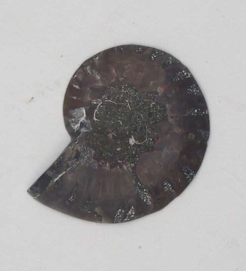 Ammonite