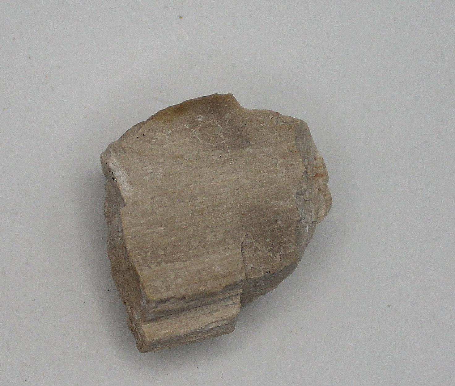 Raw Petrified Wood