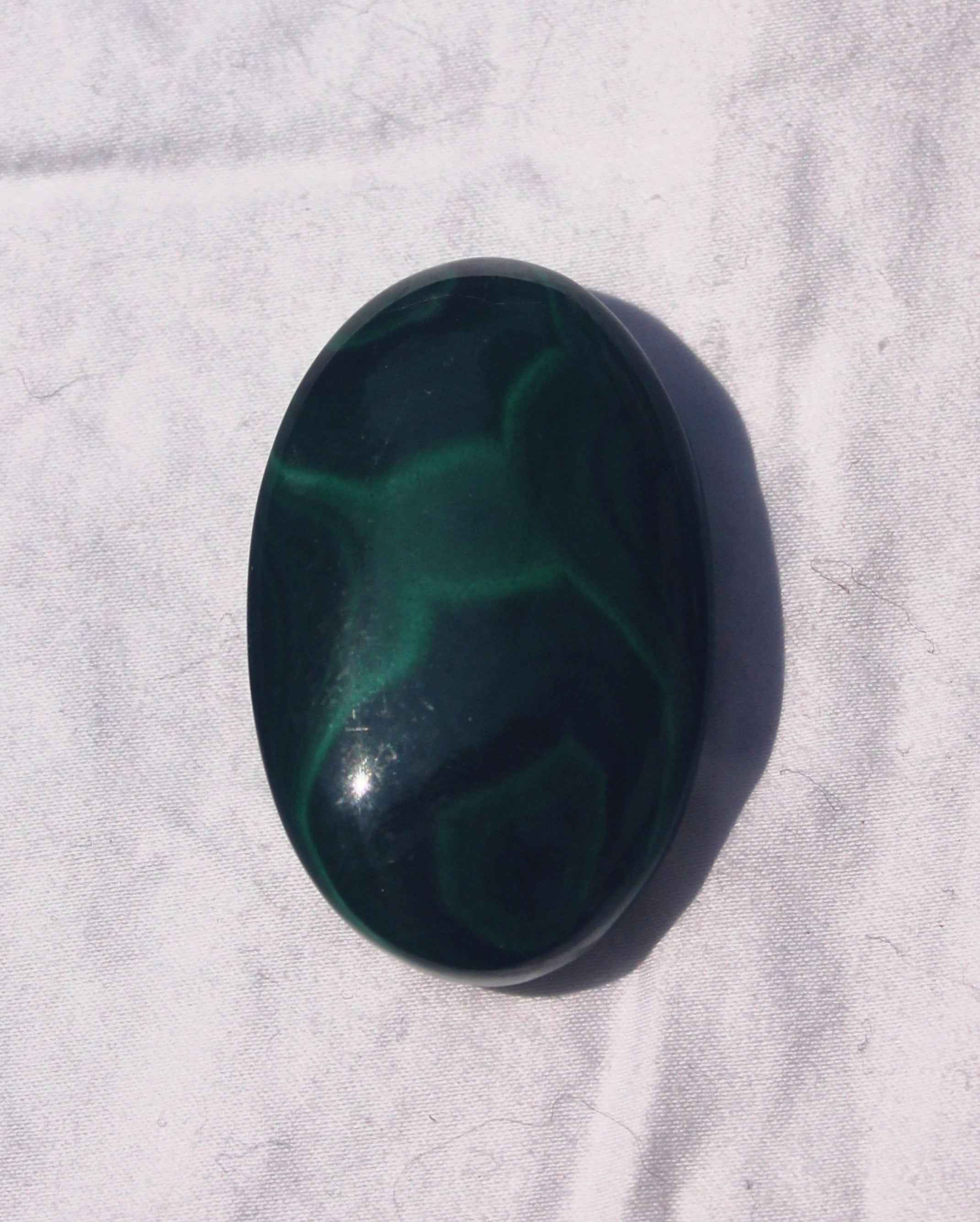 Malachite Palm