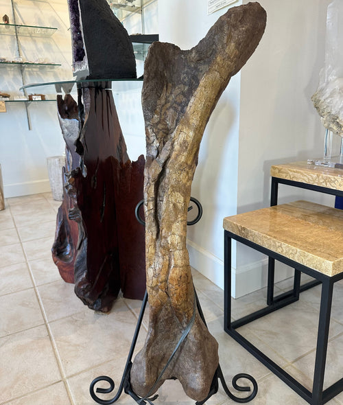 37" Hadrosaur Femur