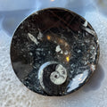 Ammonite & Orthoceras Fossils in Black Limestone Plate