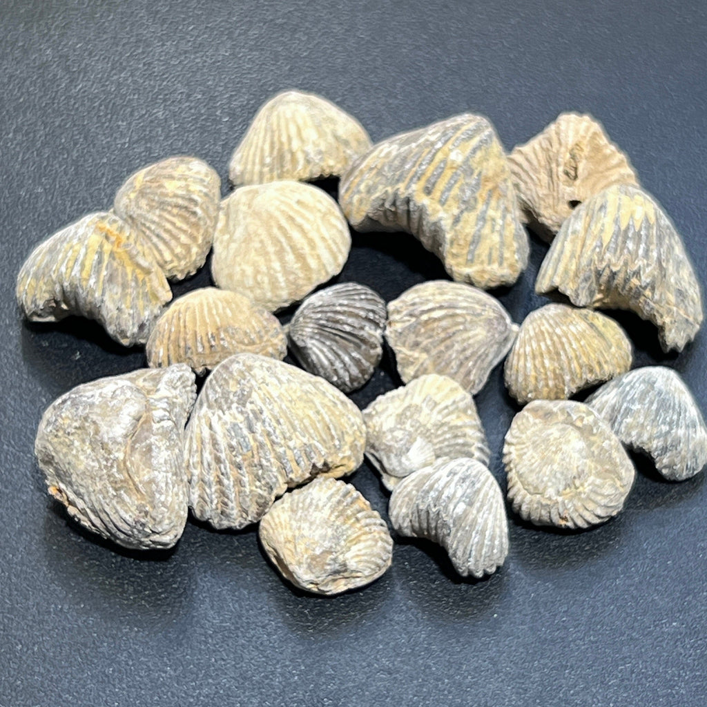 Brachiopod Shell Fossils Collection