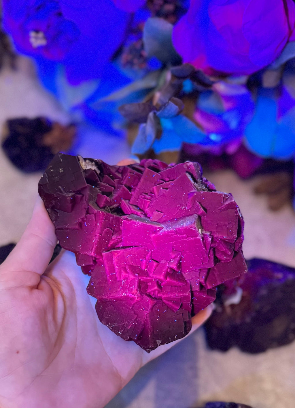 RARE Black Rose Fluorite Specimens, Fluoresce Red or Pink