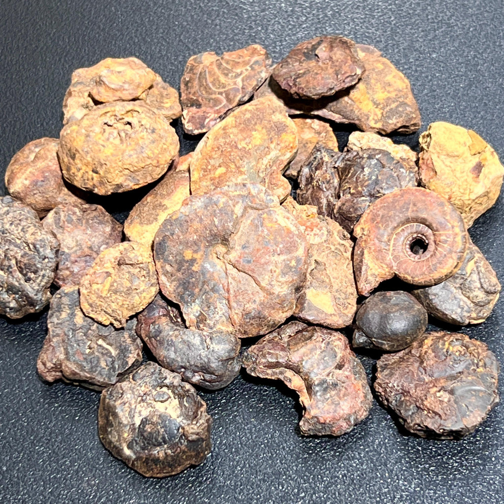 Ammonite Fossils Mixed Quality Spiral Ammonoids
