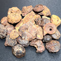 Ammonite Fossils Mixed Quality Spiral Ammonoids
