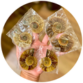Small Polished Ammonite Fossil Pairs, Ethically Sourced Ammonite Halves